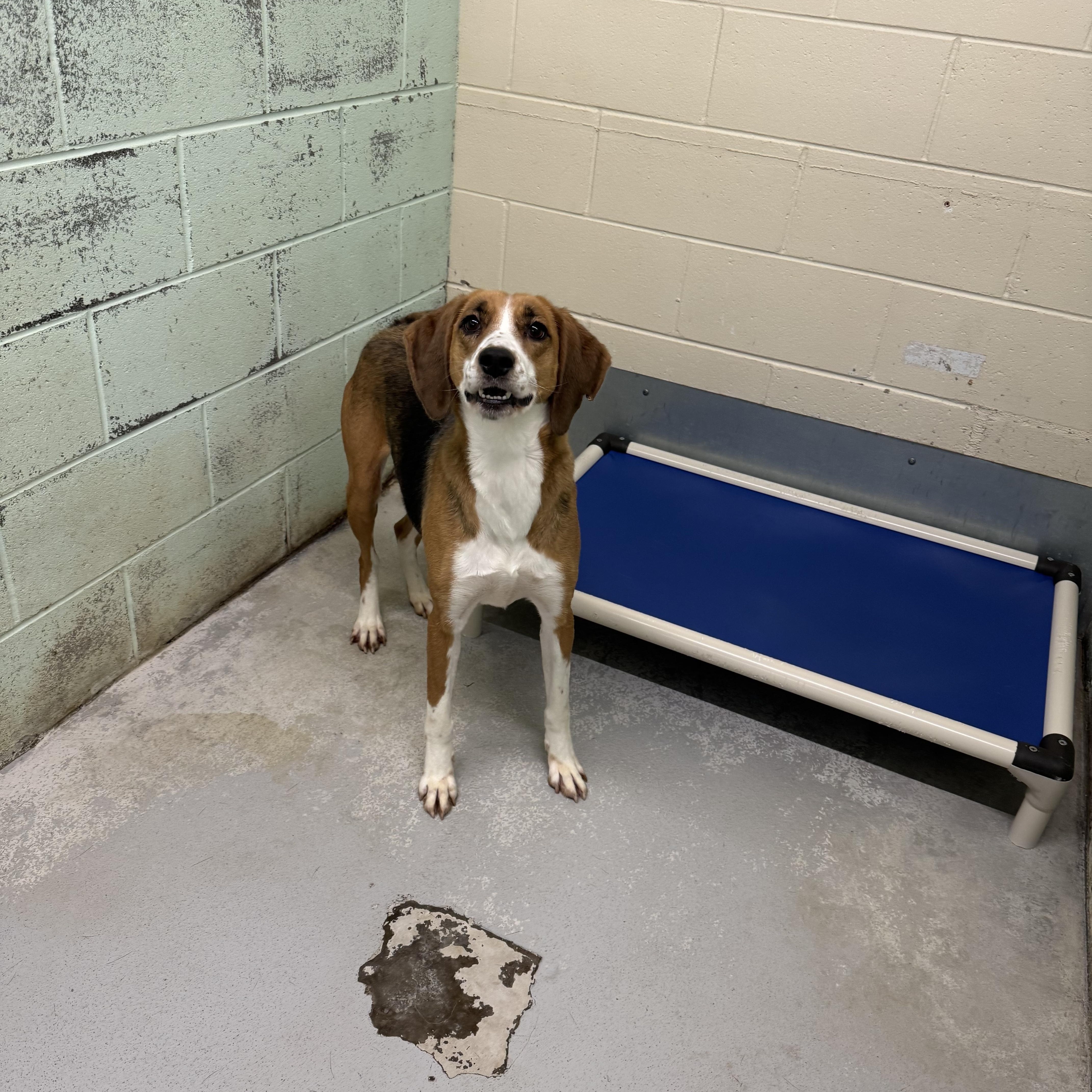 Paige, a Adoptable Hound in Elberon, VA image 2/3