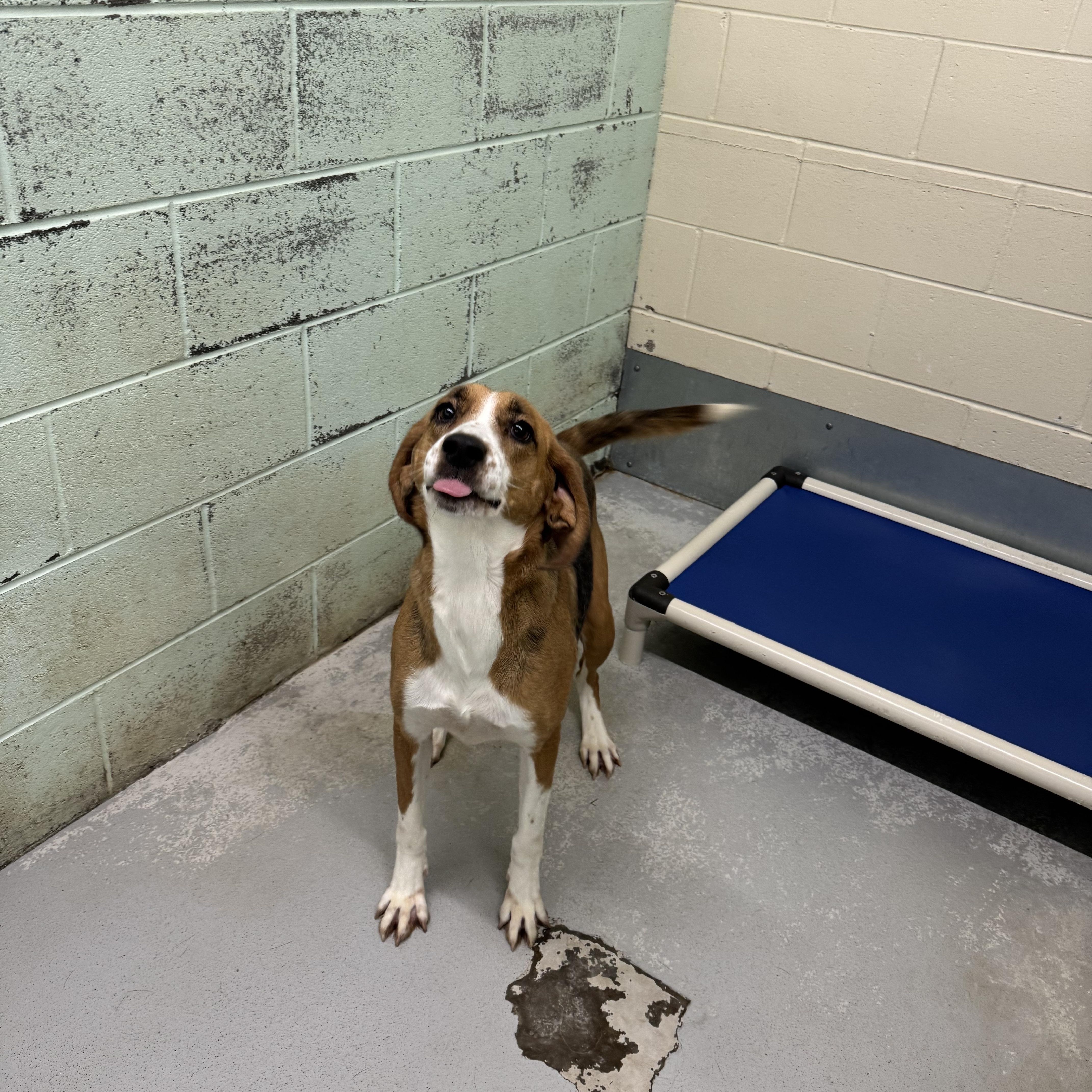 Paige, Adoptable, Adult Female Hound.