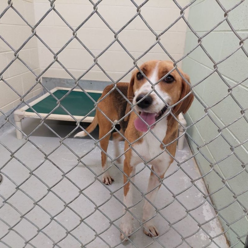 Paige, a Adoptable Hound in Elberon, VA image 3/3