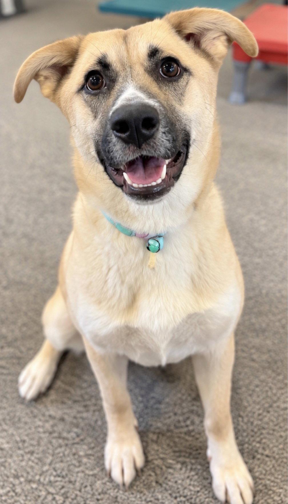Enlarge The Big Cheese, a Adoptable German Shepherd Dog in Cuyahoga Falls, OH image 1/3