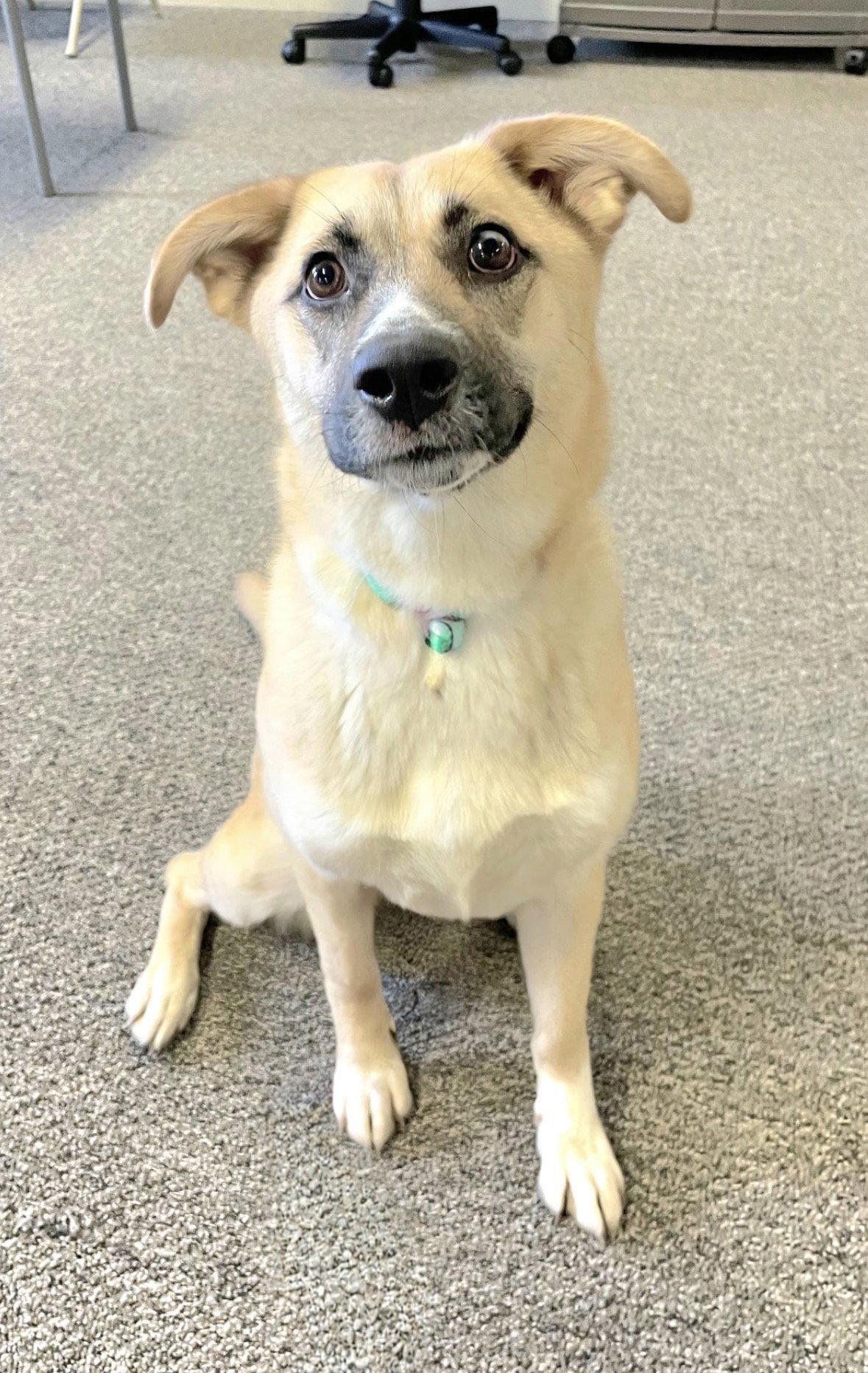 Enlarge The Big Cheese, a Adoptable German Shepherd Dog in Cuyahoga Falls, OH image 2/3