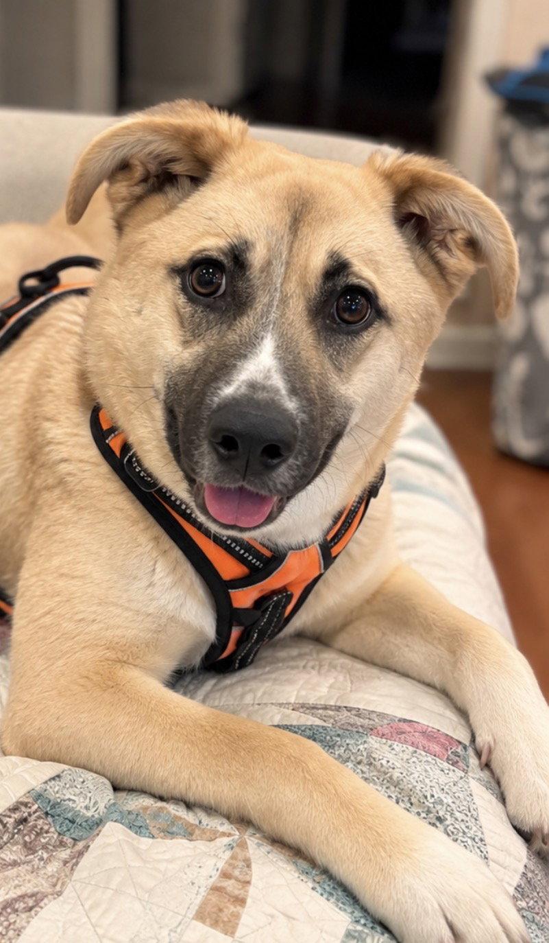 Enlarge The Big Cheese, a Adoptable German Shepherd Dog in Cuyahoga Falls, OH image 3/3