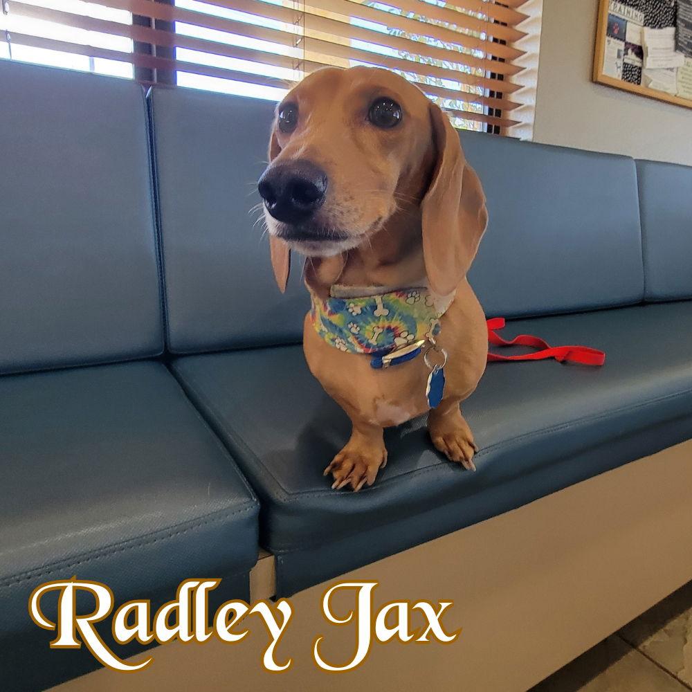 Enlarge Radley Jax, a Adoptable Dachshund in San Antonio, TX image 1/3