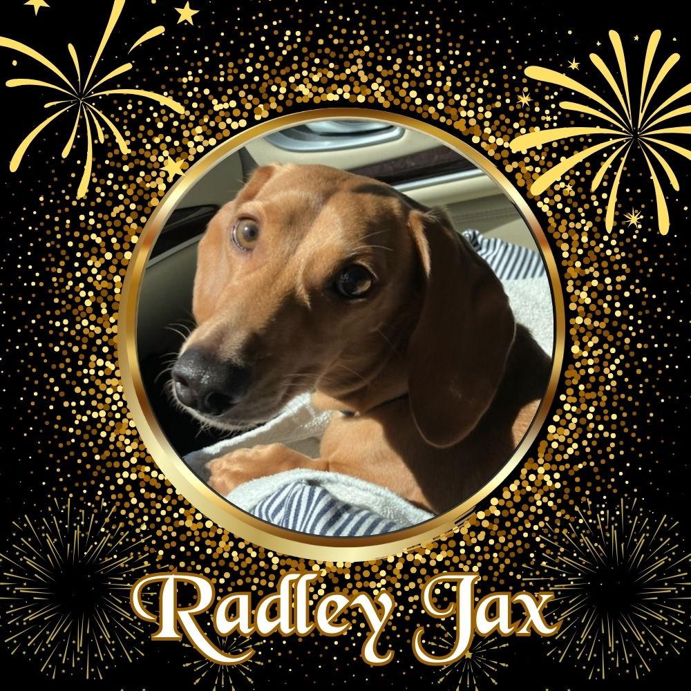 Enlarge Radley Jax, a Adoptable Dachshund in San Antonio, TX image 2/3
