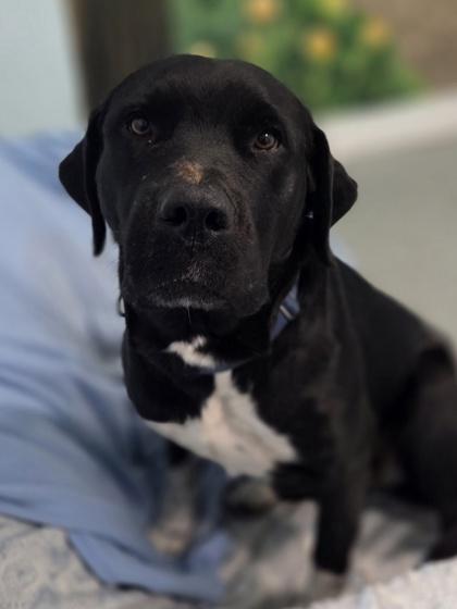 Piper, Adoptable, Young Female Labrador Retriever & Mixed Breed.