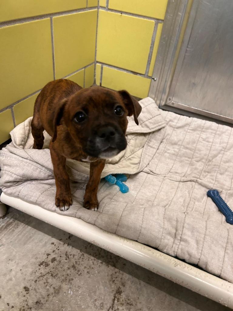 Hobo, Adoptable, Puppy Male Mixed Breed.