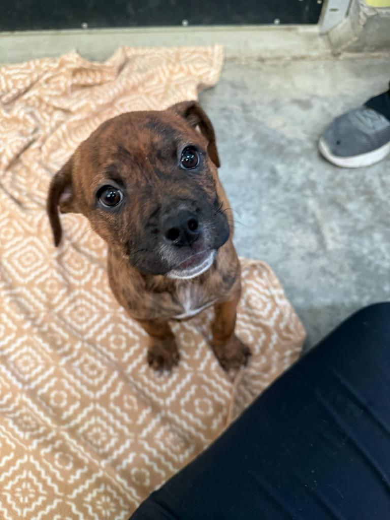 Enlarge Hobo, a Adoptable Mixed Breed in Minot, ND image 2/2