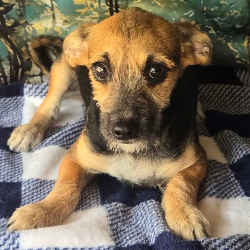 Enlarge Sneezy, a Adoptable mixed breed in Hooksett, NH image 1/2
