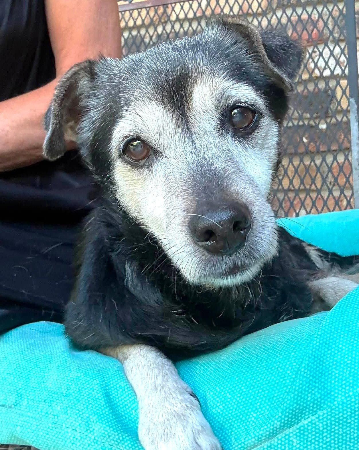 Enlarge Luka TX, a Adopted Terrier in Boonton, NJ image 1/3