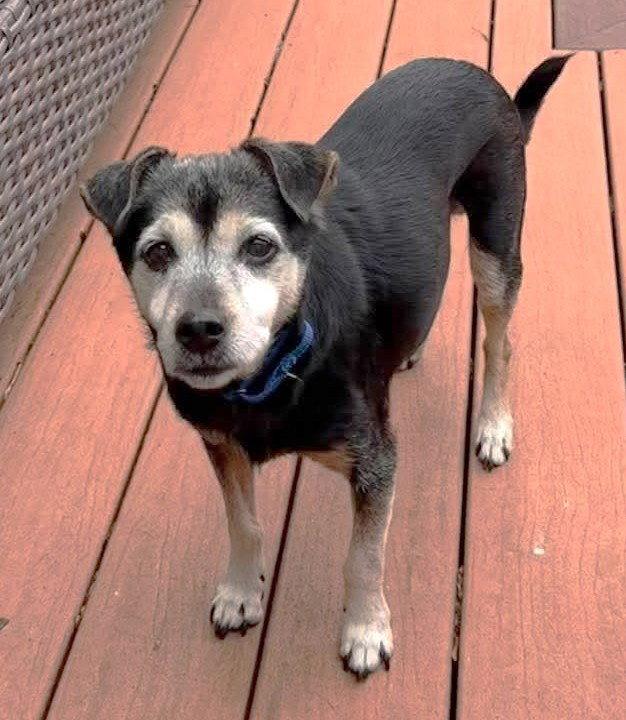 Enlarge Luka TX, a Adopted Terrier in Boonton, NJ image 2/3