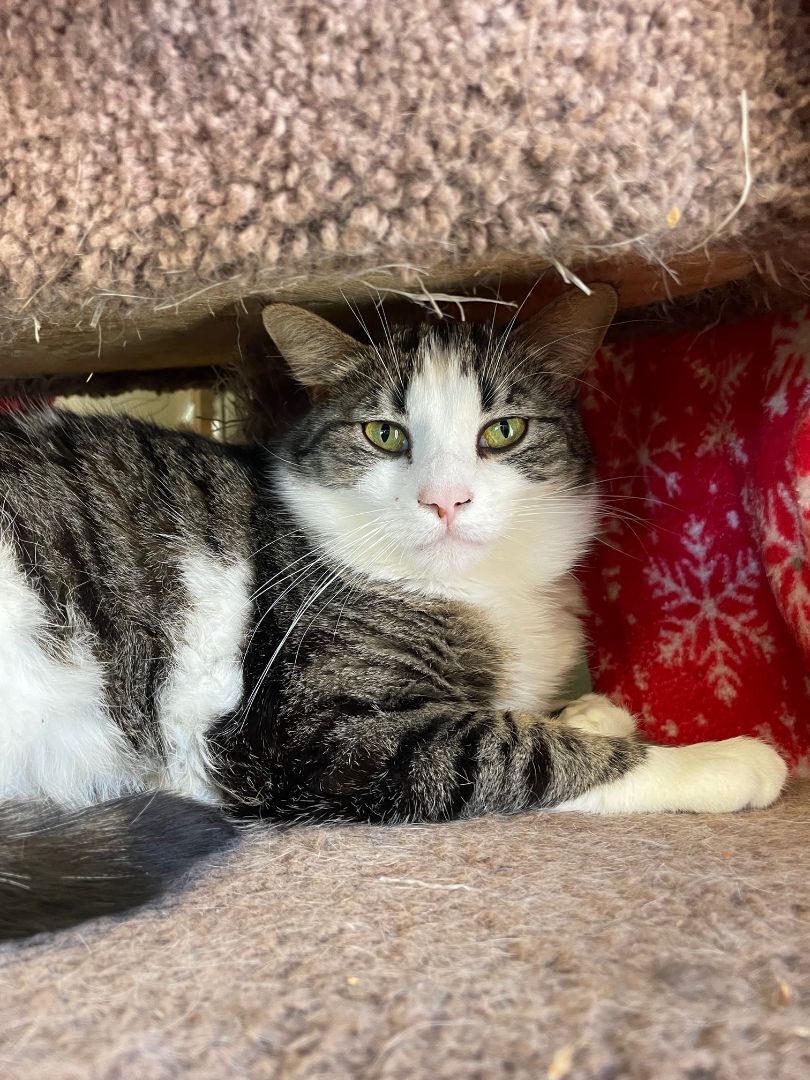 Dovesong, Adoptable, Adult Female Domestic Short Hair & Tabby.