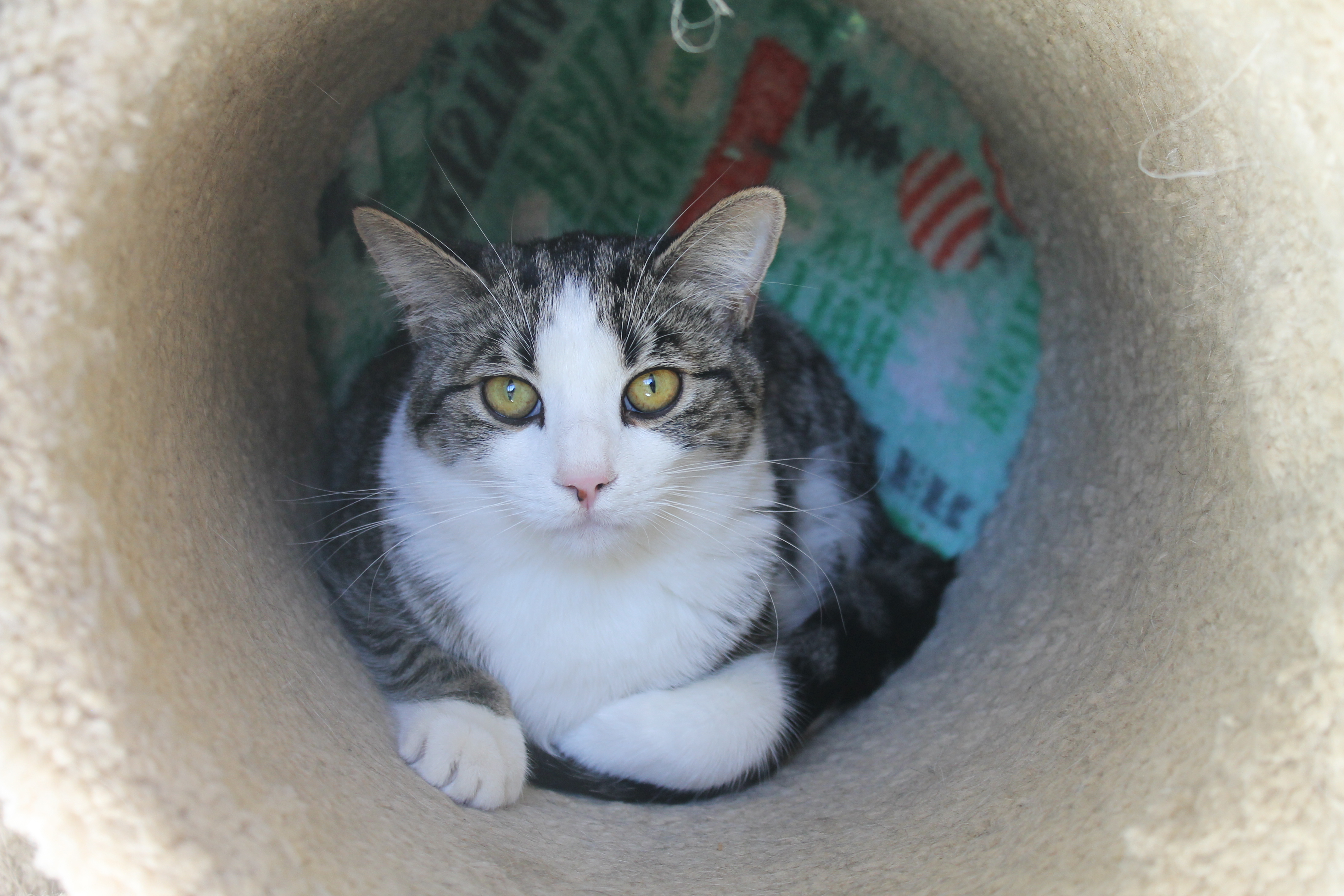 Enlarge Dovesong, a Adoptable mixed breed in Mountain Center, CA image 2/6