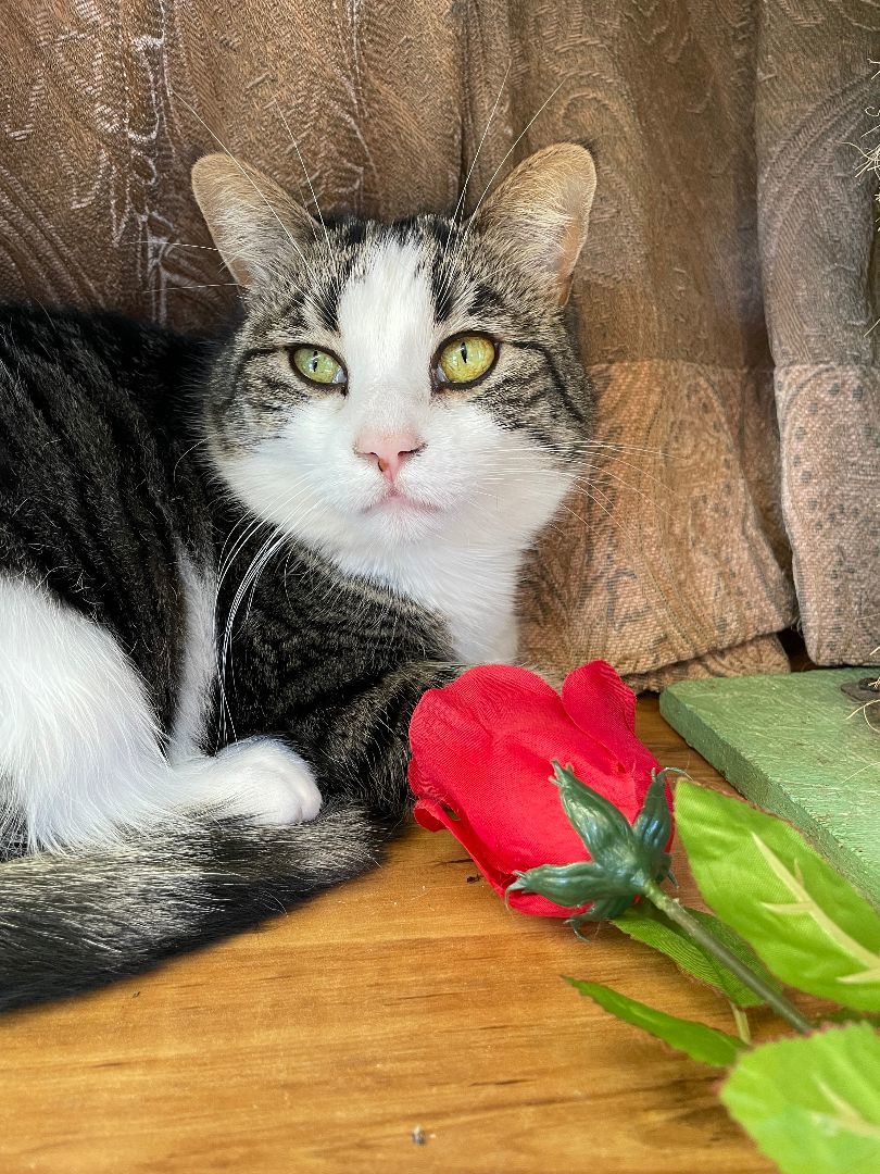 Enlarge Dovesong, a Adoptable mixed breed in Mountain Center, CA image 3/6