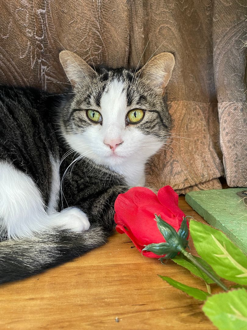 Enlarge Dovesong, a Adoptable mixed breed in Mountain Center, CA image 4/6