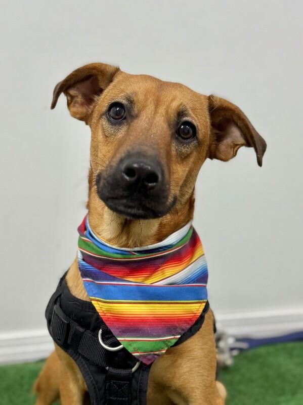 Enlarge Choco Chip, a Adoptable mixed breed in Phoenix, AZ image 1/1
