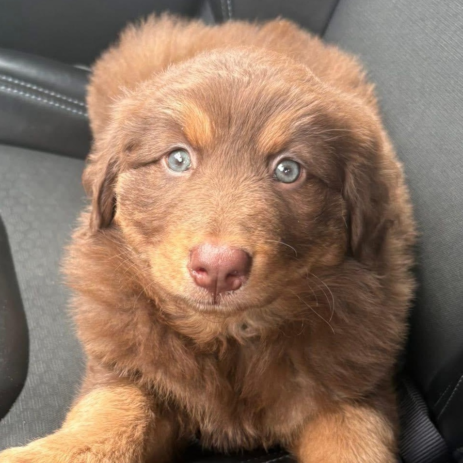 Heidi, adopted, Puppy Female German Shepherd Dog & Labrador Retriever.