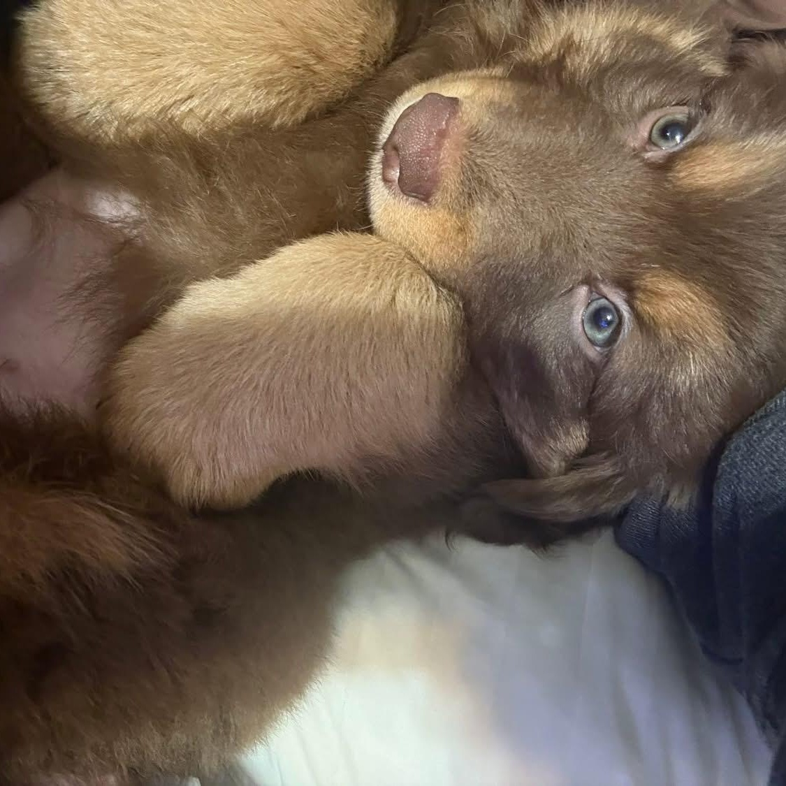 Enlarge Heidi, an adopted mixed breed in Rochester, NY image 6/6