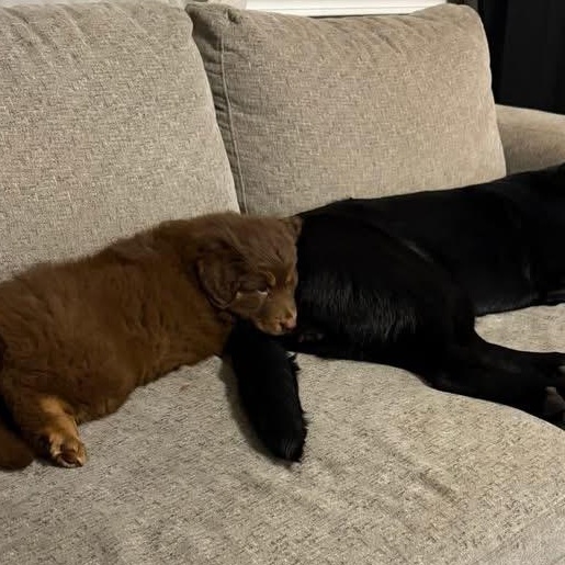 Enlarge Heidi, an adopted mixed breed in Rochester, NY image 2/6