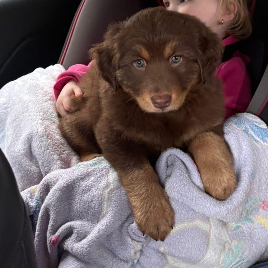 Enlarge Heidi, an adopted mixed breed in Rochester, NY image 3/6