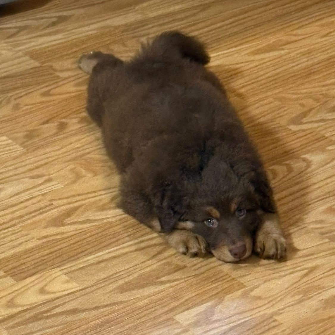 Enlarge Heidi, an adopted mixed breed in Rochester, NY image 5/6