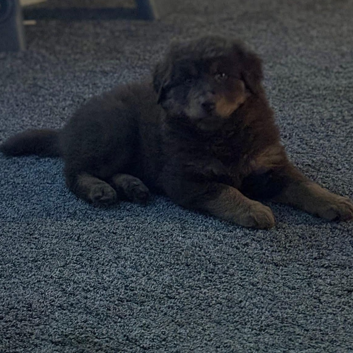 Enlarge Heidi, an adopted mixed breed in Rochester, NY image 4/6