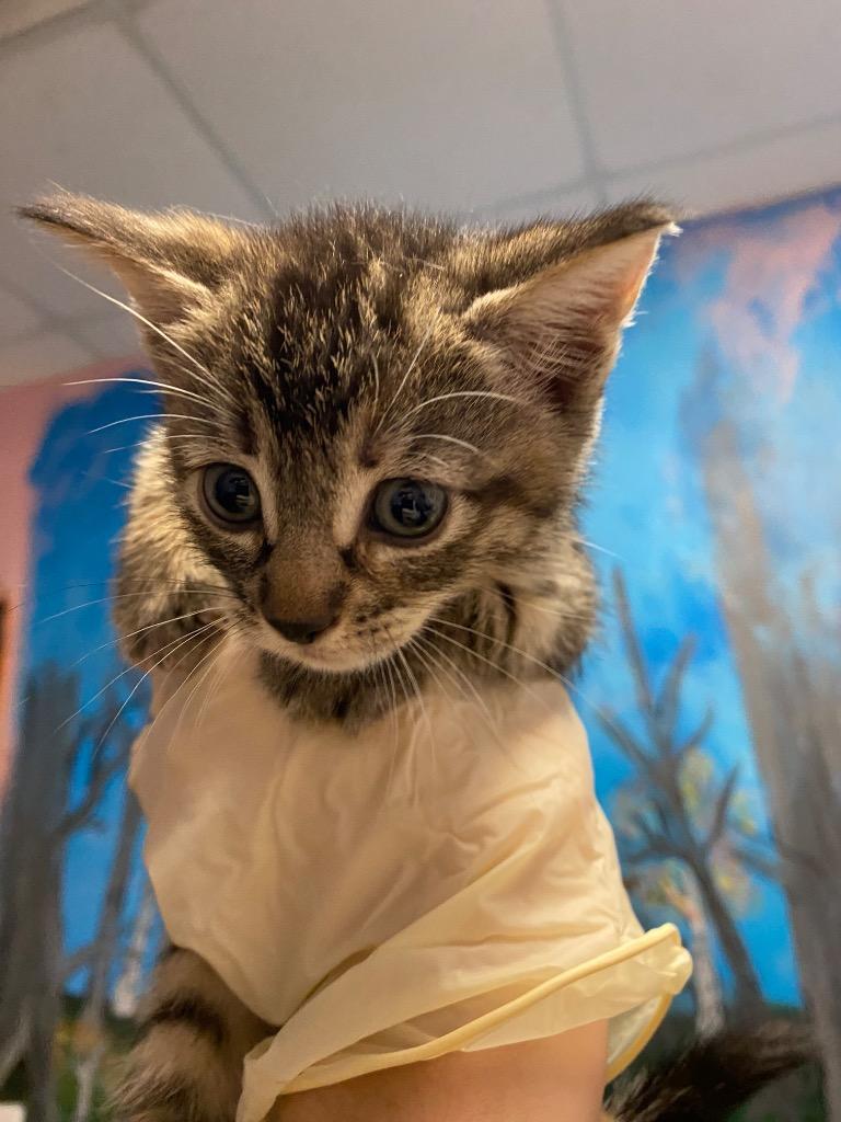 Willow(LEAFEON), Adoptable, Kitten Female Domestic Short Hair.