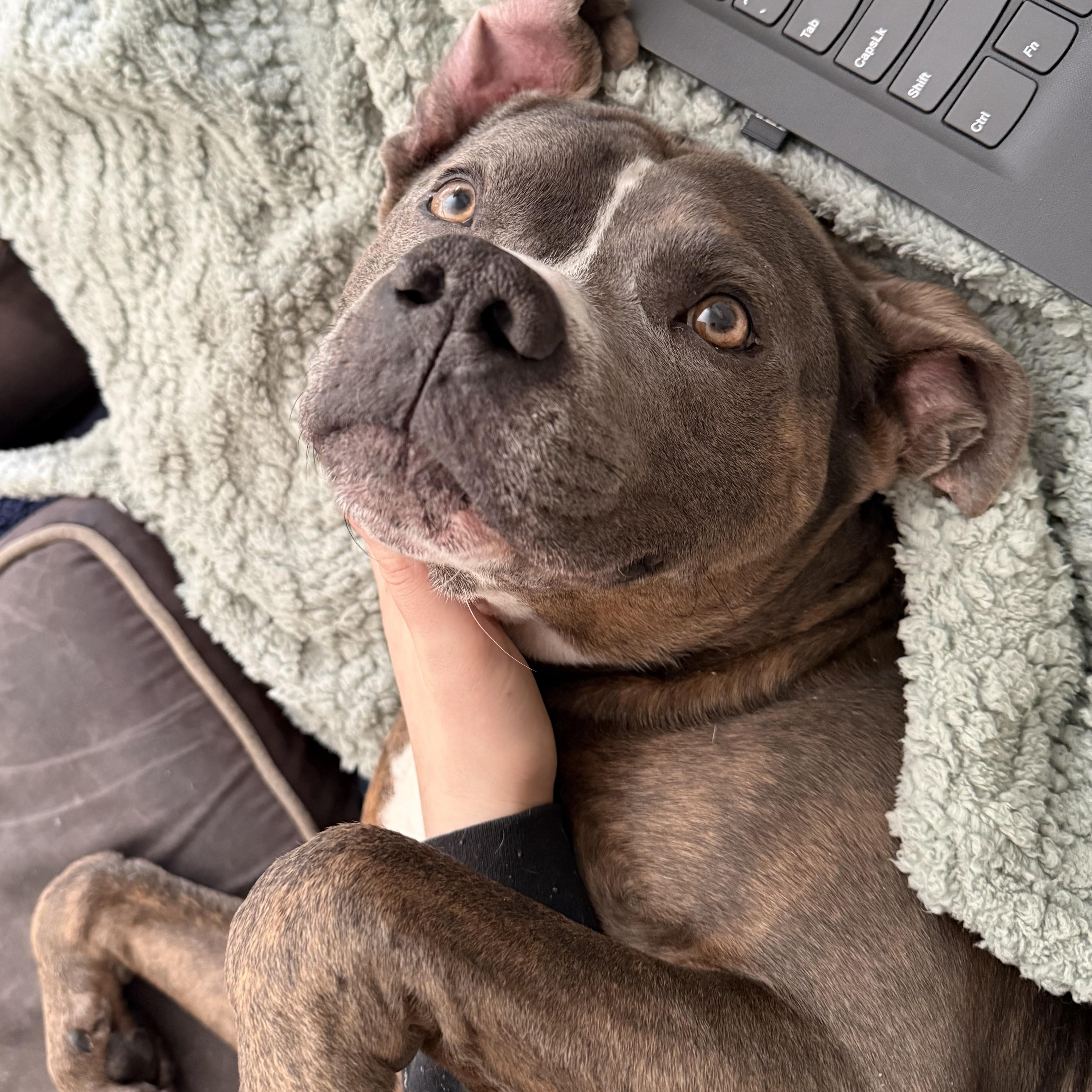 Bruno, Adoptable, Adult Male American Staffordshire Terrier & Pit Bull Terrier.