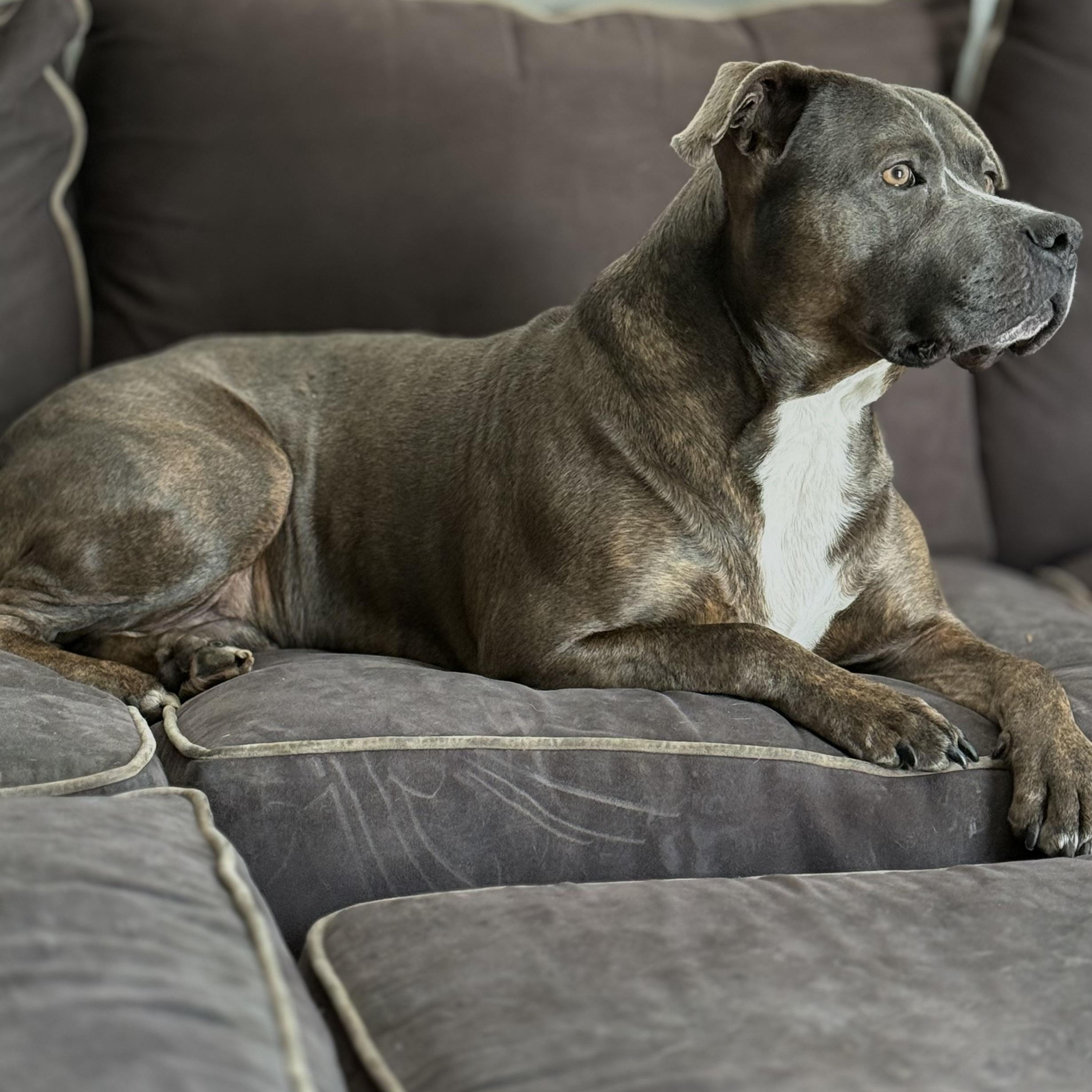 Enlarge Bruno, a Adoptable mixed breed in Grand Blanc, MI image 2/4