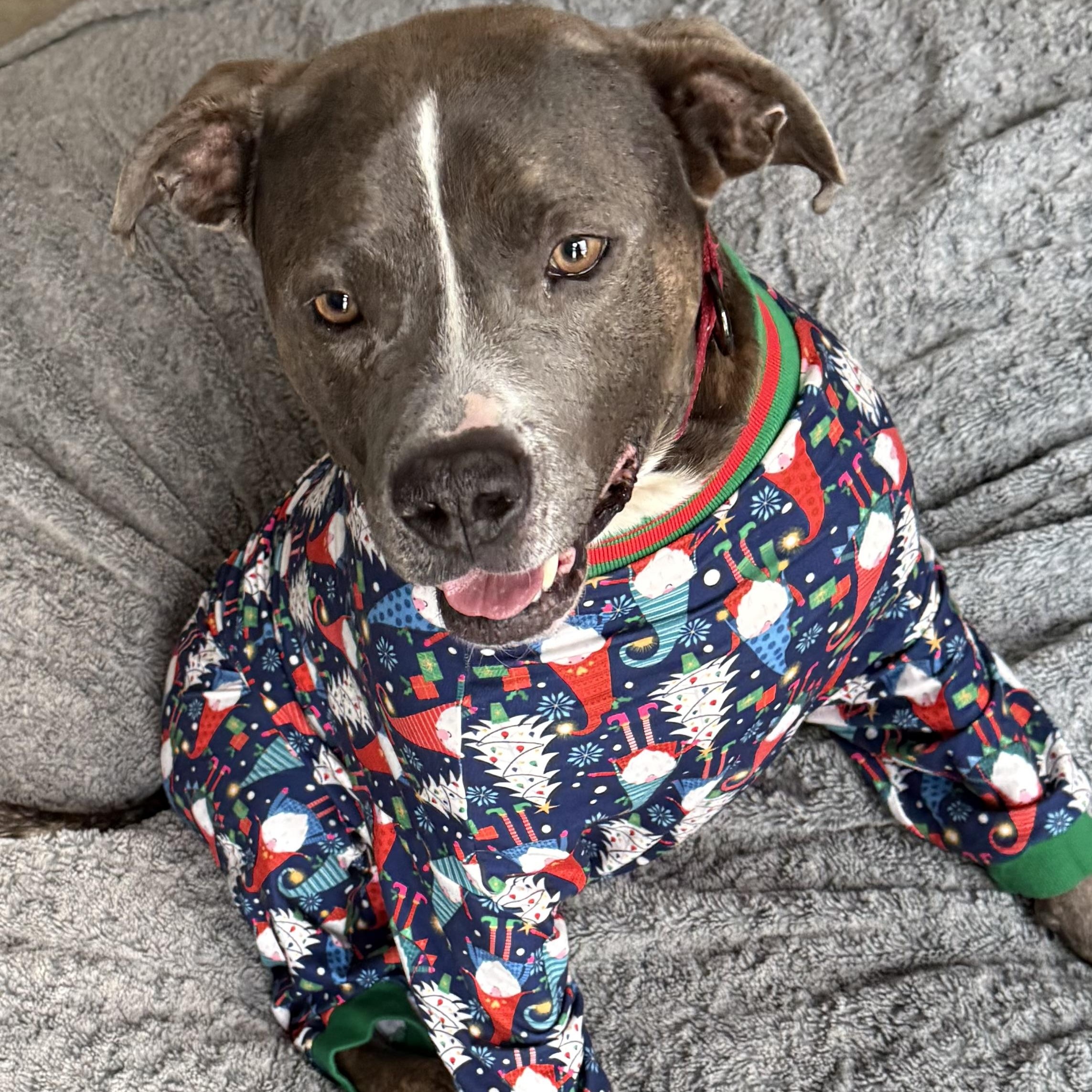 Enlarge Bruno, a Adoptable mixed breed in Grand Blanc, MI image 3/4