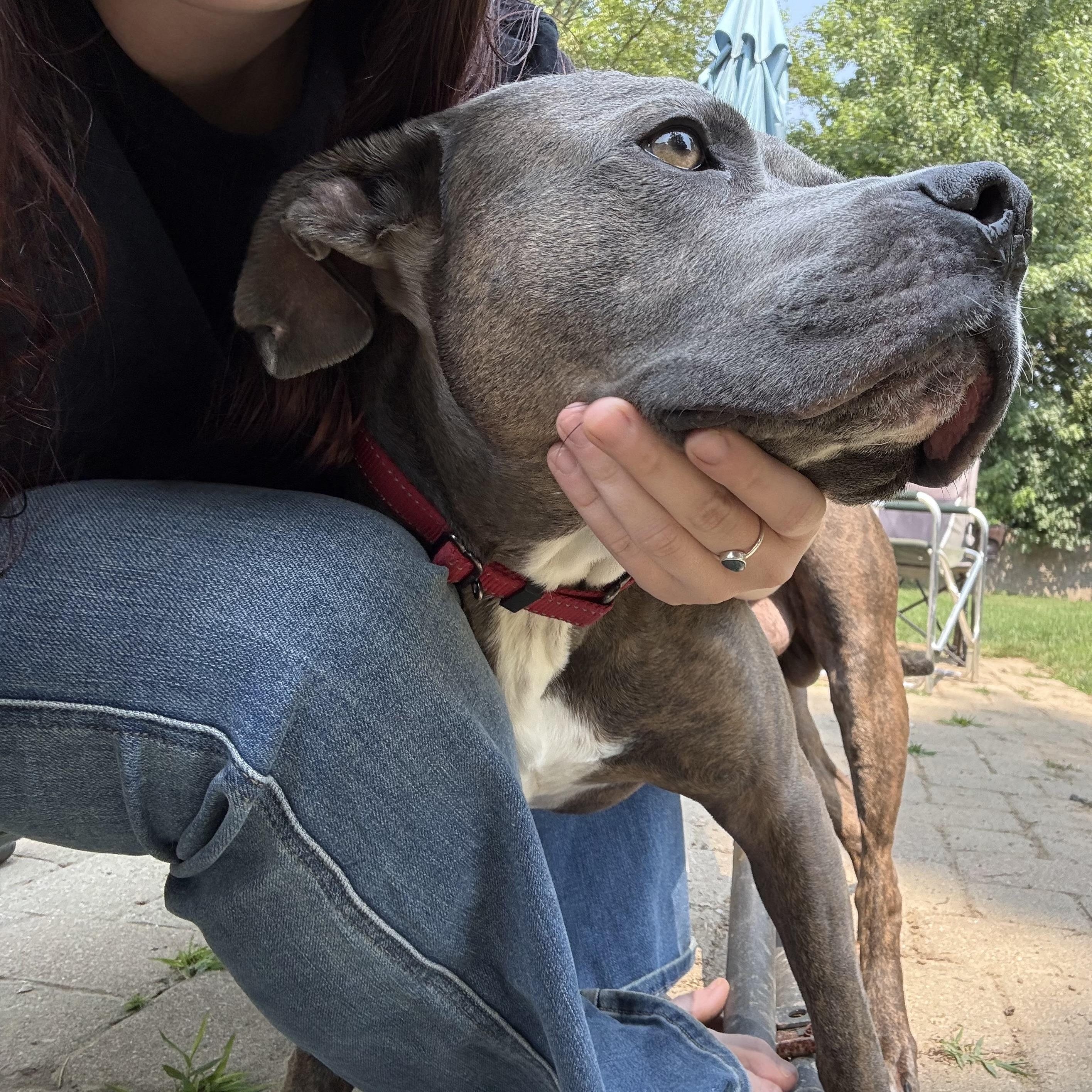 Bruno, a Adoptable mixed breed in Grand Blanc, MI image 1/5