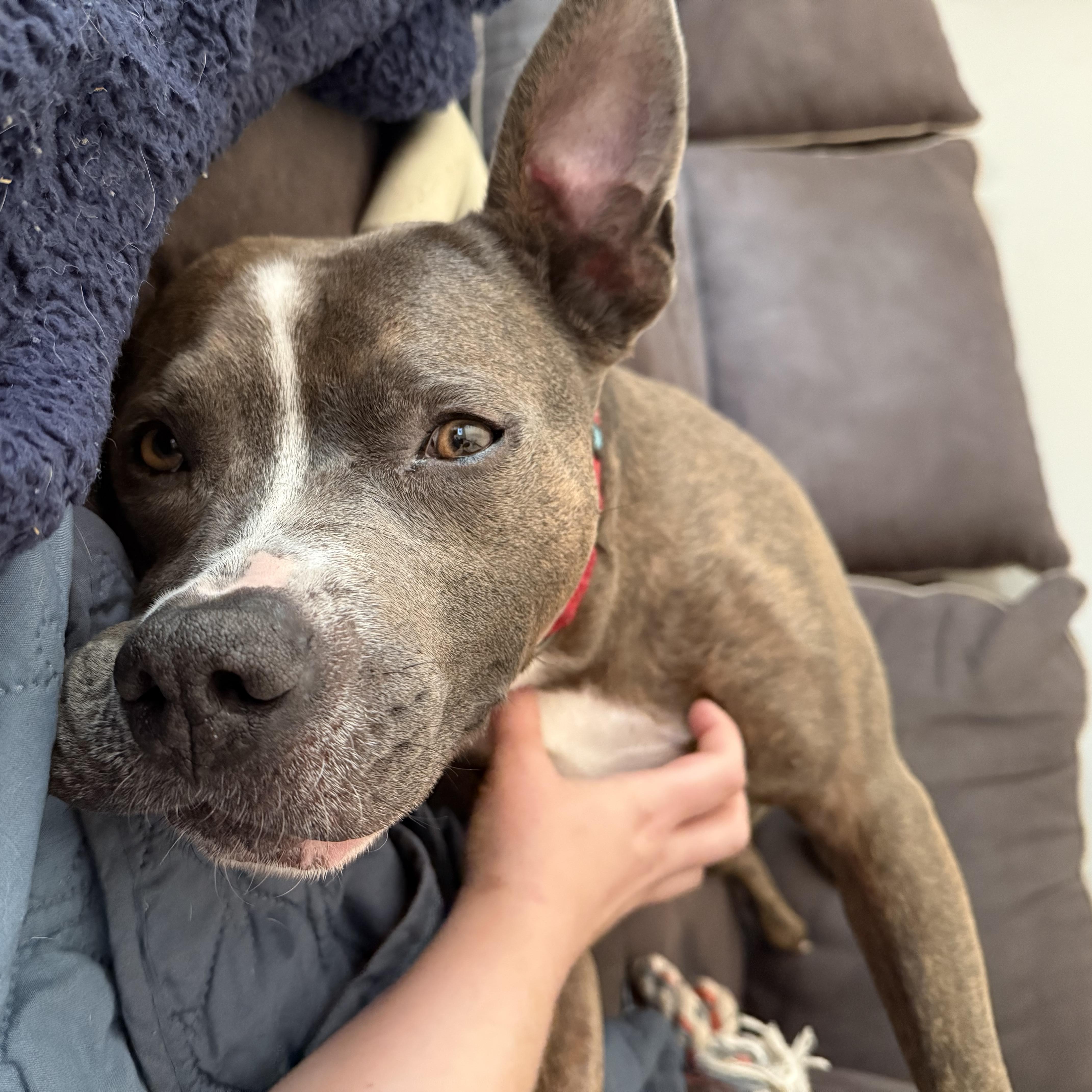 Bruno, a Adoptable mixed breed in Grand Blanc, MI image 4/5