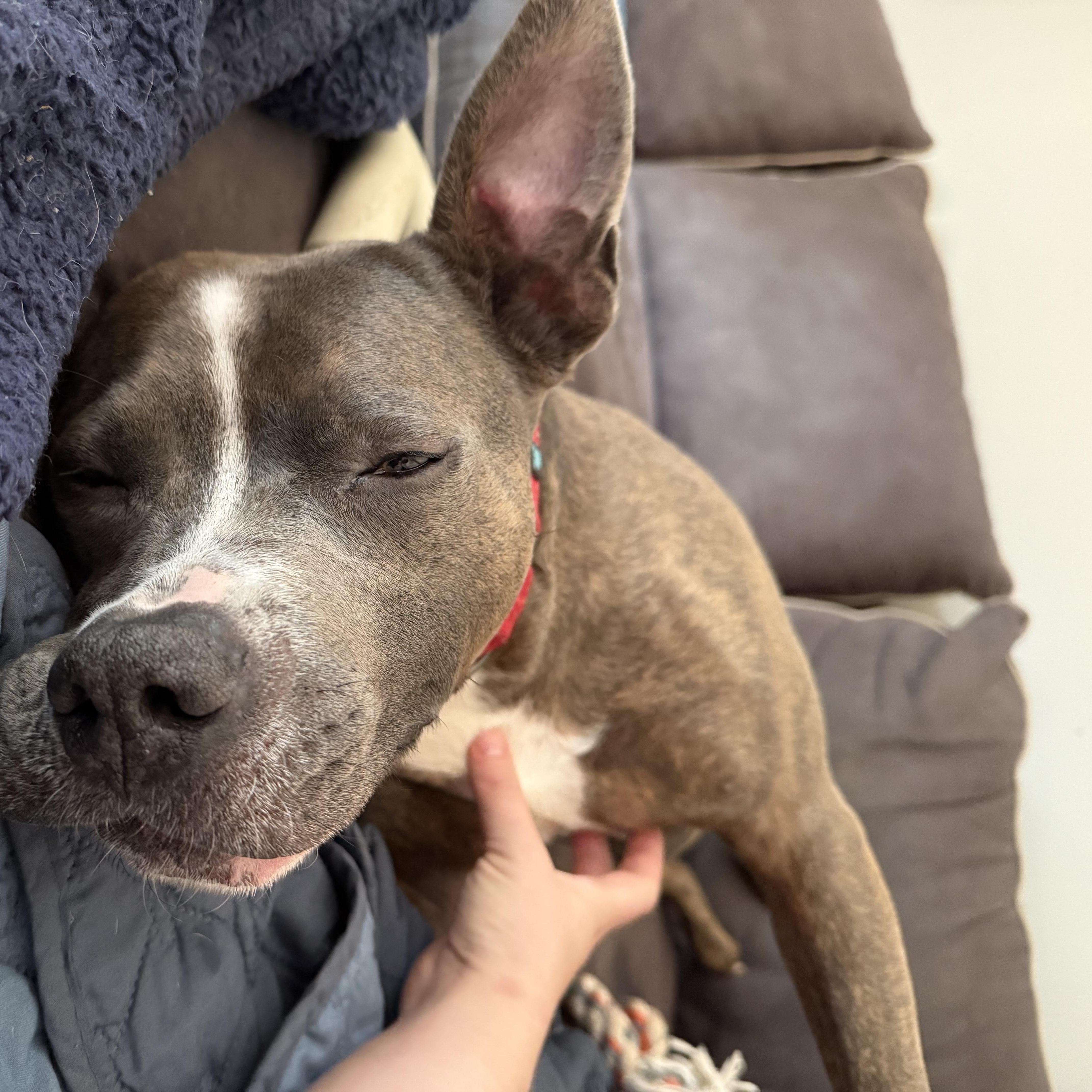 Bruno, a Adoptable mixed breed in Grand Blanc, MI image 5/5