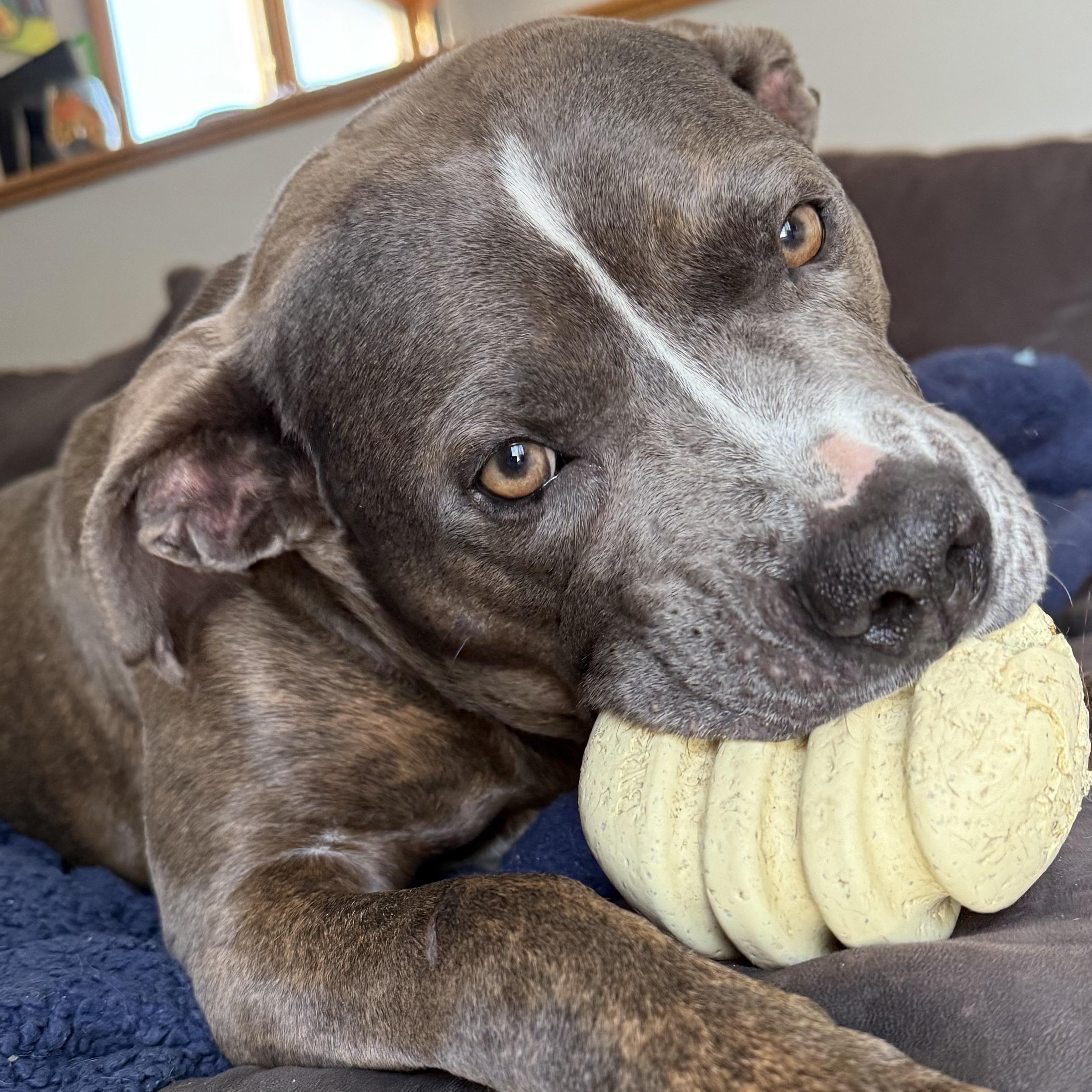 Enlarge Bruno, a Adoptable mixed breed in Grand Blanc, MI image 4/4
