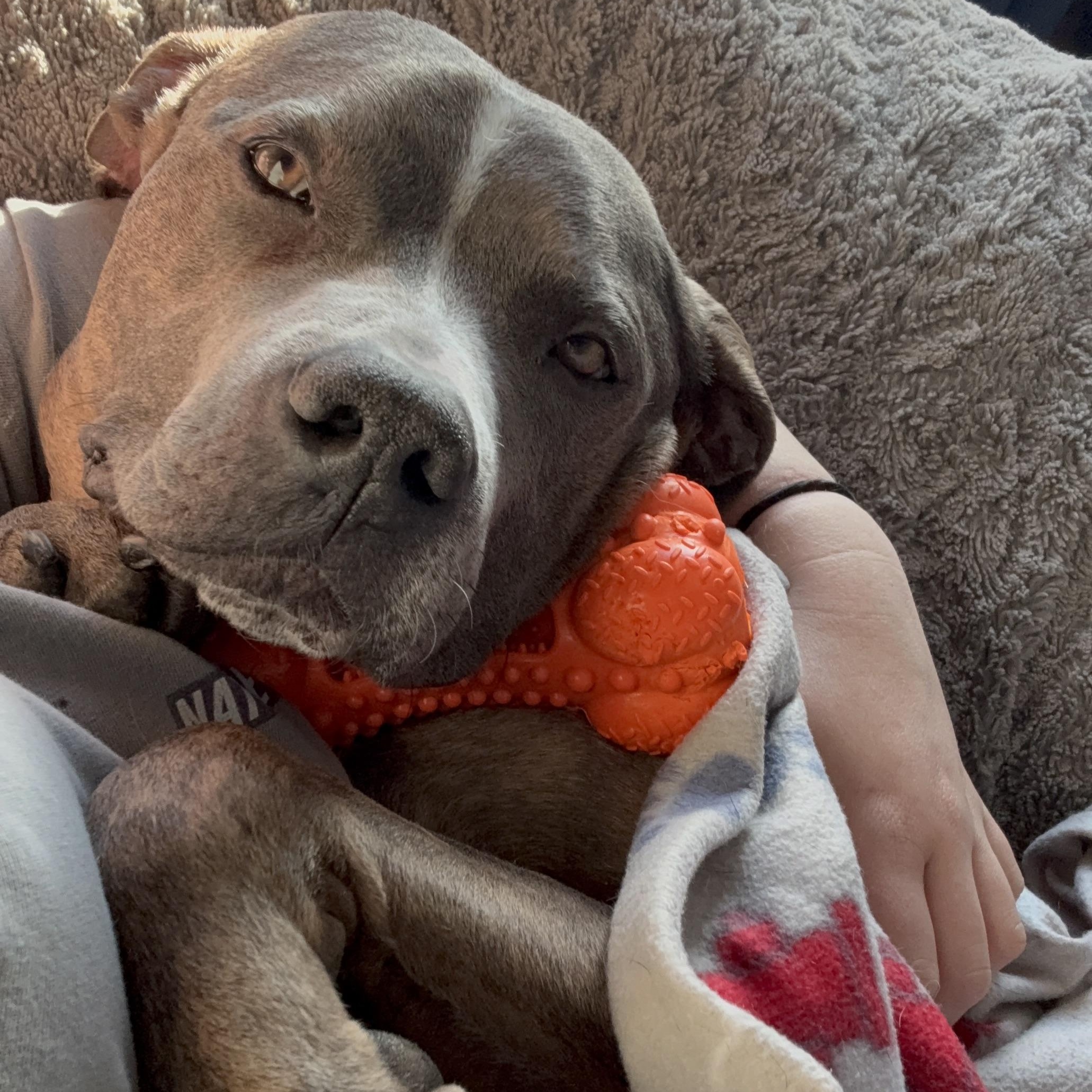 Bruno, Adoptable, Adult Male American Staffordshire Terrier & Pit Bull Terrier.