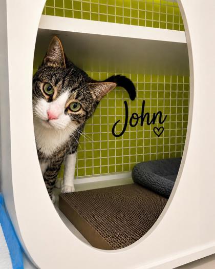 Enlarge John, an adopted mixed breed in New York, NY image 4/4