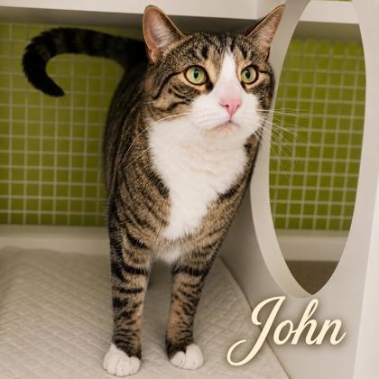 Enlarge John, an adopted mixed breed in New York, NY image 1/4