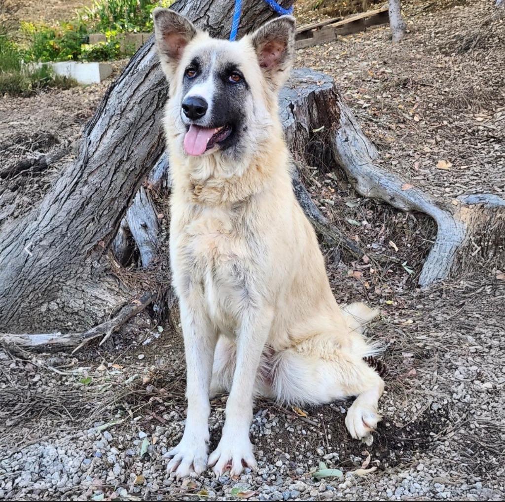 Enlarge Malibu, a Adoptable German Shepherd Dog in Tehachapi, CA image 1/1