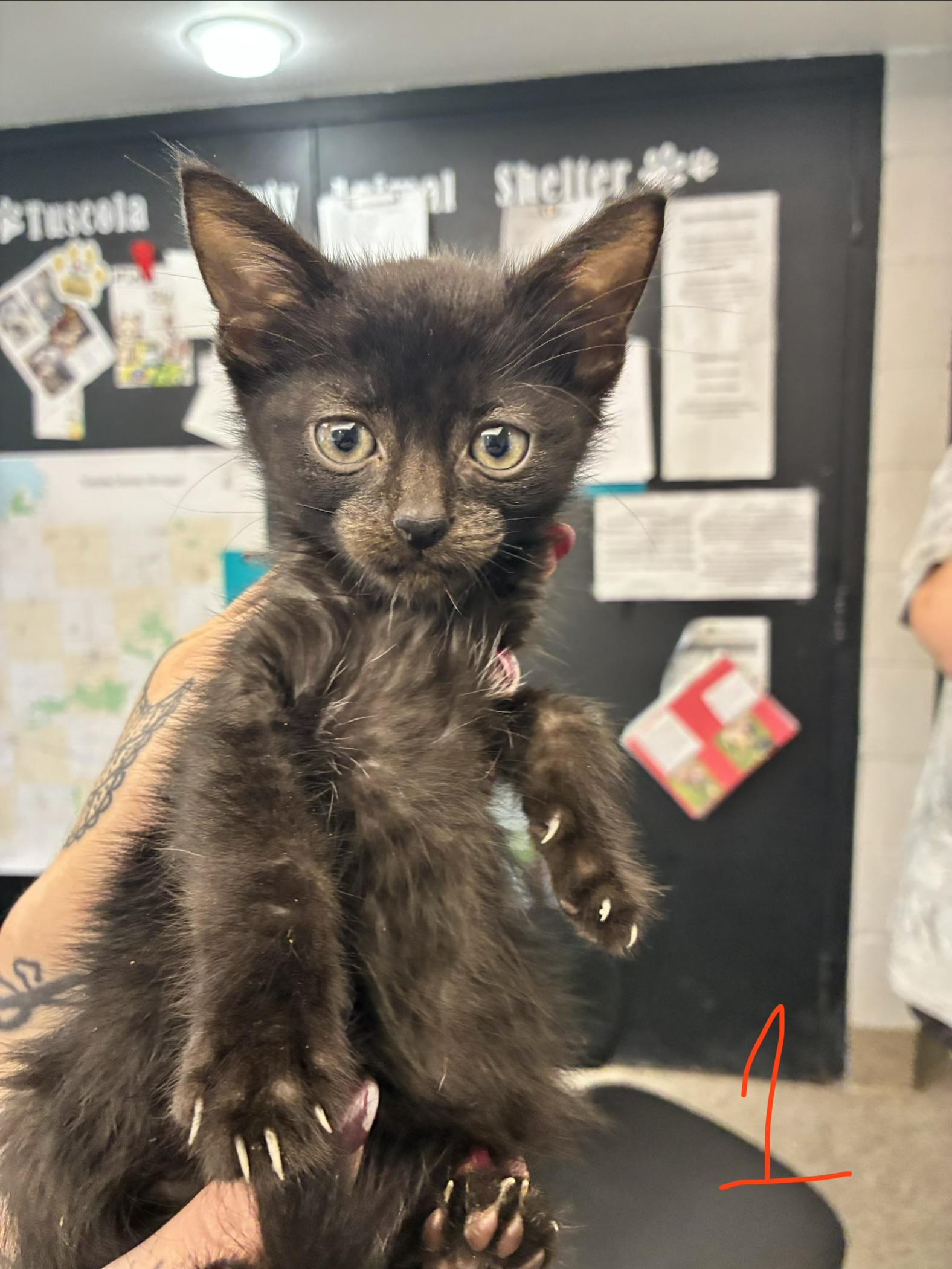 Stewart, ADOPTABLE, Kitten Male Domestic Short Hair.