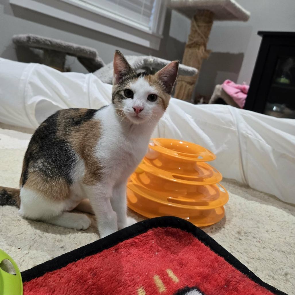 Enlarge Leticia, a Adoptable Domestic Short Hair in Abbotsford, BC image 1/6