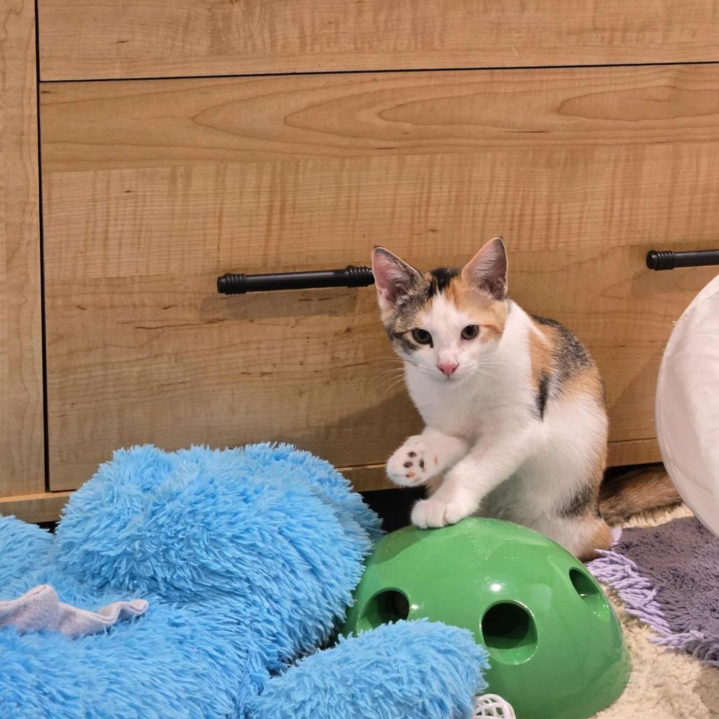 Enlarge Leticia, a Adoptable Domestic Short Hair in Abbotsford, BC image 3/6