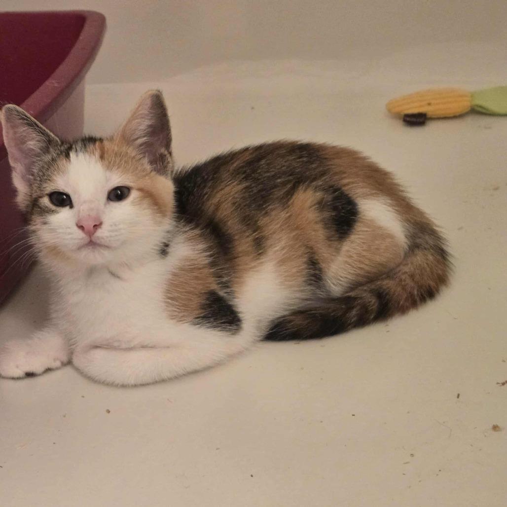 Enlarge Leticia, a Adoptable Domestic Short Hair in Abbotsford, BC image 2/6