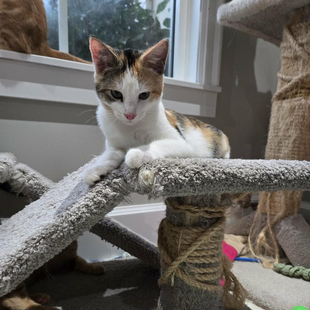 Enlarge Leticia, a Adoptable Domestic Short Hair in Abbotsford, BC image 5/6