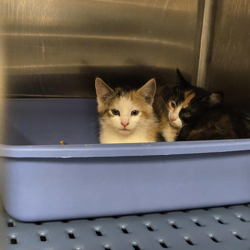 Enlarge Leticia, a Adoptable Domestic Short Hair in Abbotsford, BC image 6/6