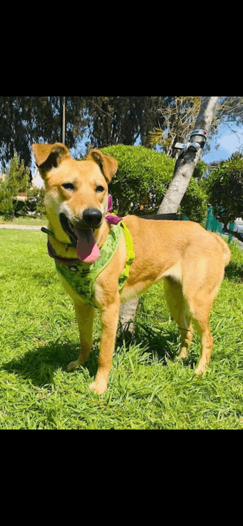 Canela, an adopted Carolina Dog & German Shepherd Dog Mix in Oceanside, CA_image-1
