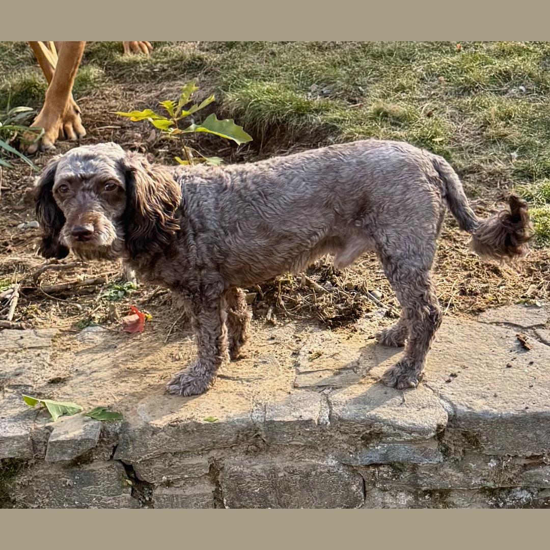 Enlarge Brownie, a ADOPTABLE Poodle in westport, CT image 5/6