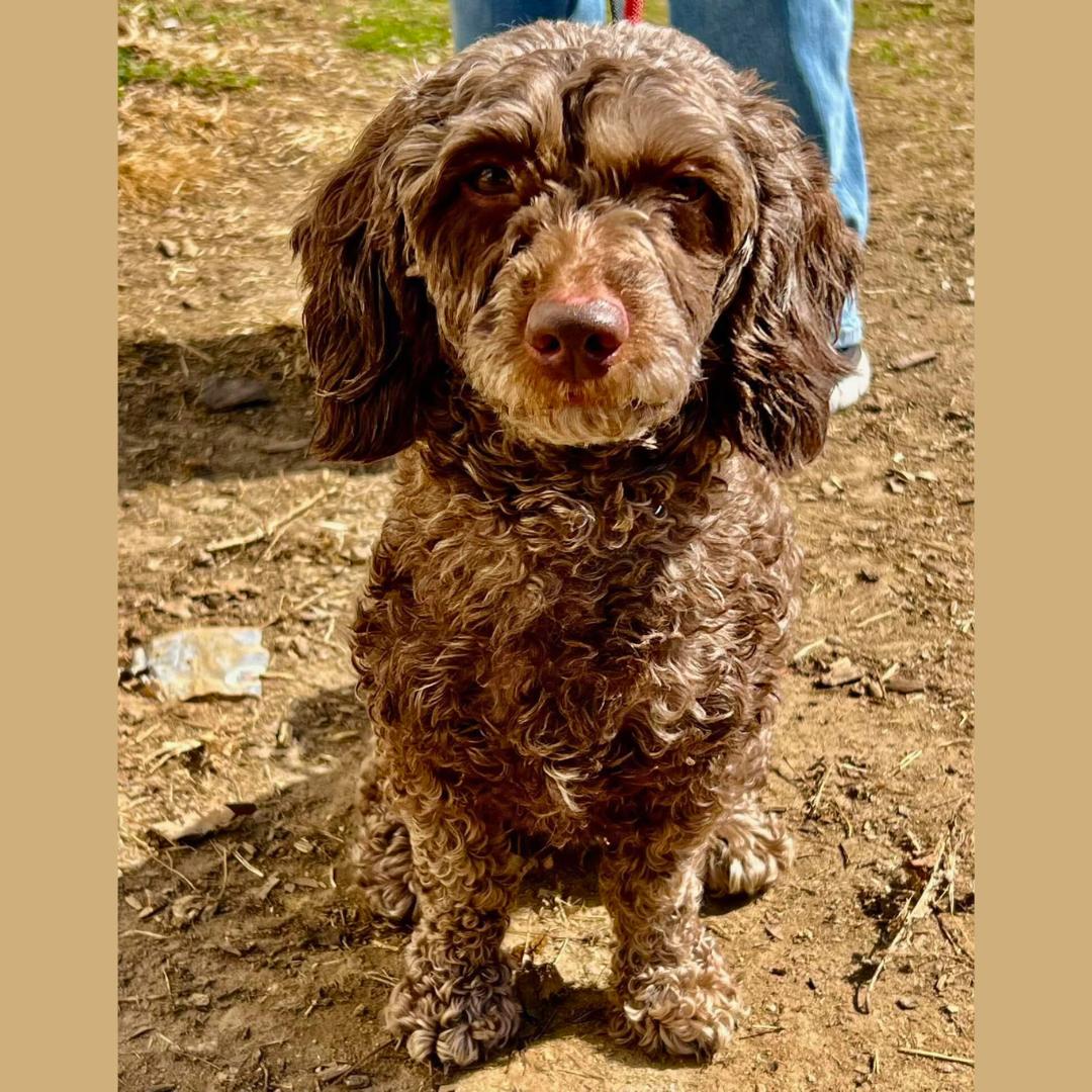 Enlarge Brownie, a ADOPTABLE Poodle in westport, CT image 1/6