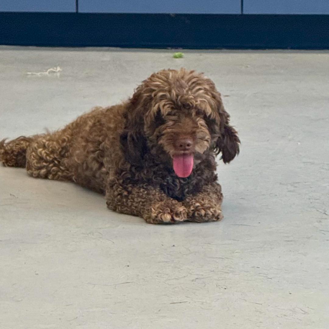 Enlarge Brownie, a ADOPTABLE Poodle in westport, CT image 4/6