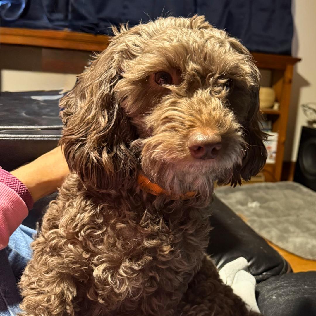 Enlarge Brownie, a ADOPTABLE Poodle in westport, CT image 3/6