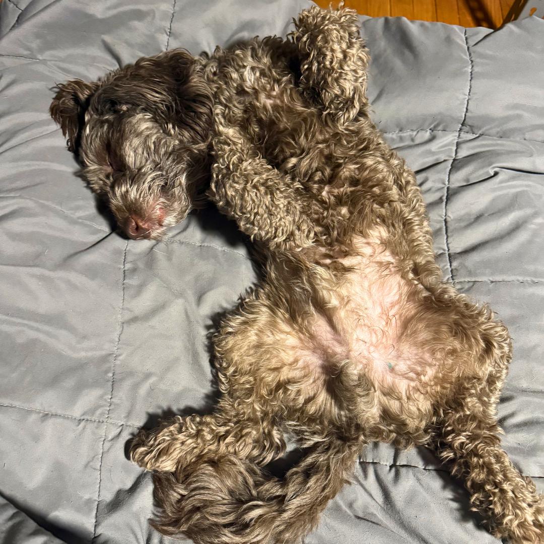 Enlarge Brownie, a ADOPTABLE Poodle in westport, CT image 6/6