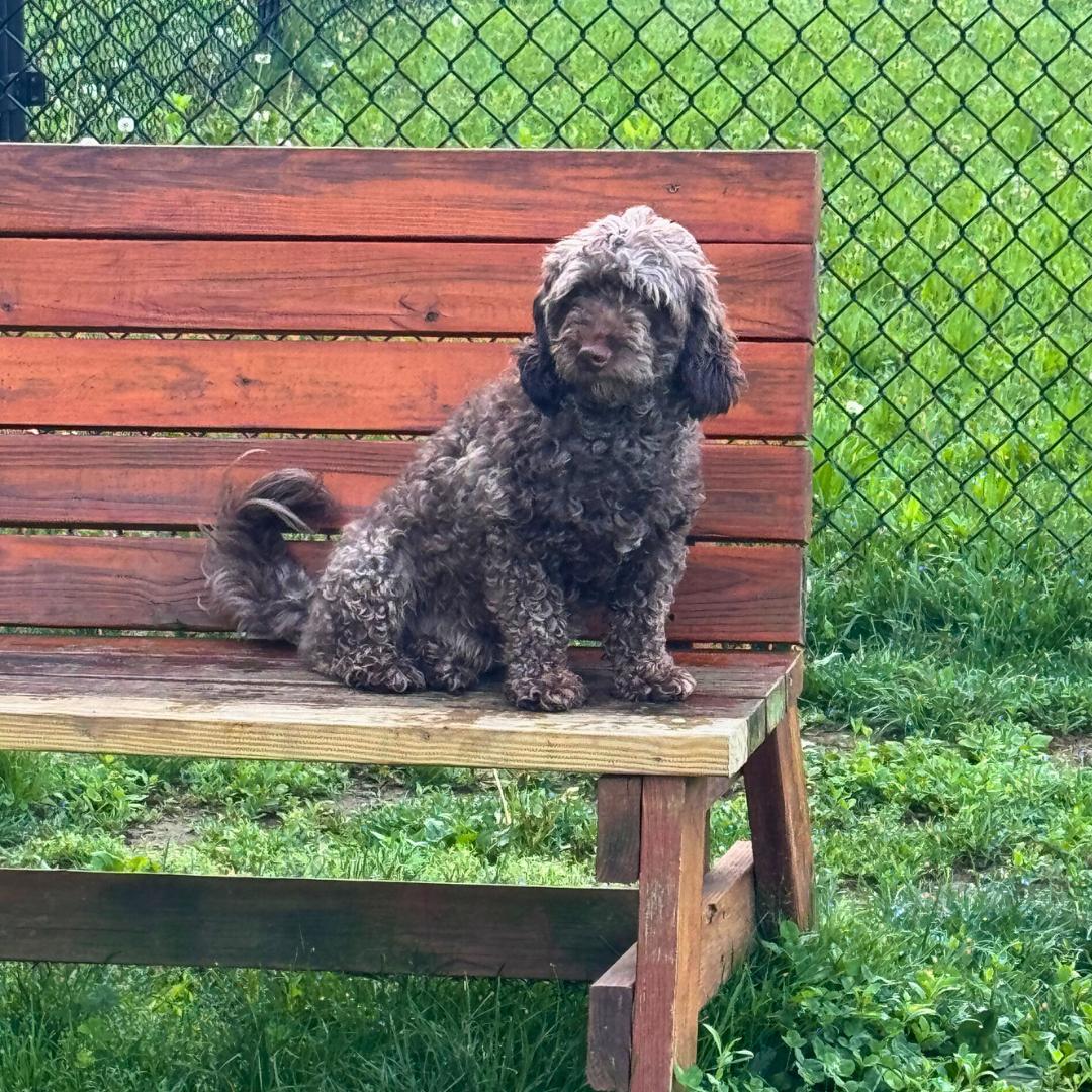 Enlarge Brownie, a ADOPTABLE Poodle in westport, CT image 2/6